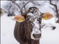 Braunvieh im Schnee 17