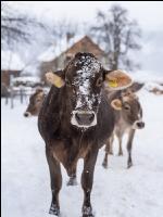 Braunvieh im Schnee 16