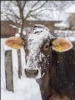 Braunvieh im Schnee 15