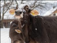 Braunvieh im Schnee 14