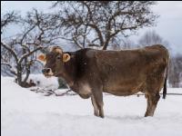 Braunvieh im Schnee 13