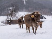 Braunvieh im Schnee 12