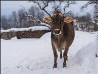 Braunvieh im Schnee 11