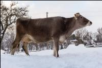 Braunvieh im Schnee 10
