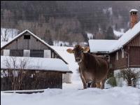 Braunvieh im Schnee 9