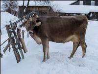 Braunvieh im Schnee 7