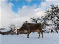 Braunvieh im Schnee 6