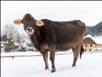 Braunvieh im Schnee 5