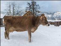Braunvieh im Schnee 4