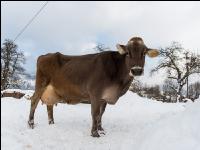 Braunvieh im Schnee 3
