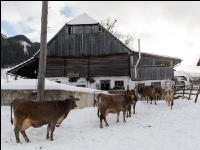 Braunvieh im Schnee 2
