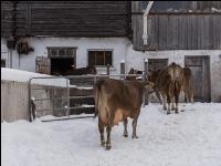 Braunvieh im Schnee 1
