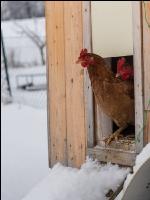 Hennen im Schnee 22