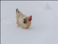 Hennen im Schnee 21