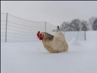 Hennen im Schnee 20
