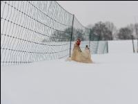 Hennen im Schnee 19