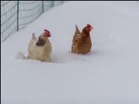 Hennen im Schnee 18