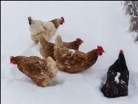 Hennen im Schnee 16