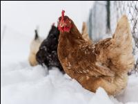 Hennen im Schnee 15