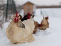 Hennen im Schnee 14