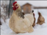 Hennen im Schnee 13