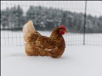 Hennen im Schnee 12