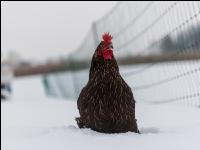 Hennen im Schnee 11