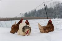 Hennen im Schnee 9