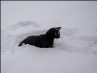 Katzen im Schnee 3