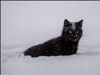 Katzen im Schnee 2