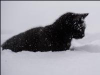 Katzen im Schnee 1