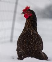 Hennen im Schnee 5