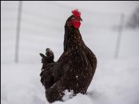 Hennen im Schnee 3