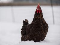Hennen im Schnee 2
