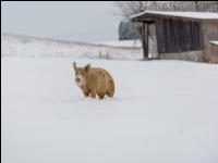 Schweine im Schnee 42