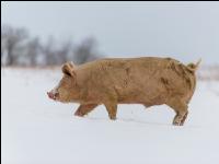Schweine im Schnee 41