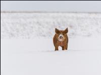 Schweine im Schnee 40