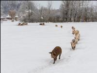 Schweine im Schnee 38