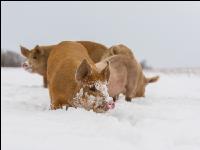 Schweine im Schnee 36