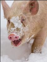 Schweine im Schnee 35