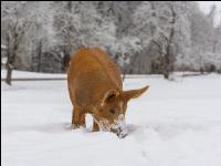 Schweine im Schnee 34