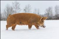 Schweine im Schnee 33