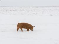 Schweine im Schnee 32