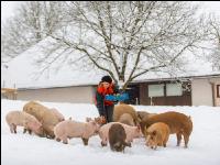 Schweine im Schnee 30