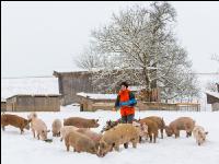 Schweine im Schnee 29