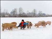 Schweine im Schnee 28