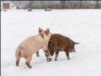 Schweine im Schnee 27