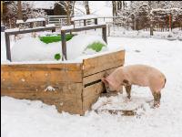 Schweine im Schnee 26
