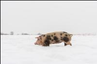 Schweine im Schnee 24