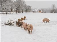 Schweine im Schnee 22